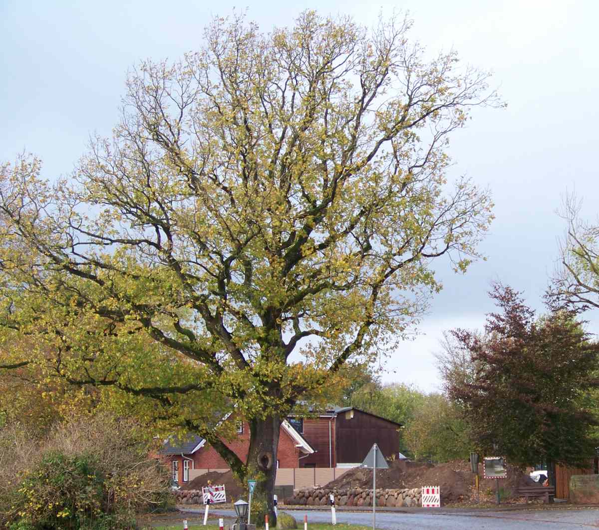 Eiche am 19. September 2025